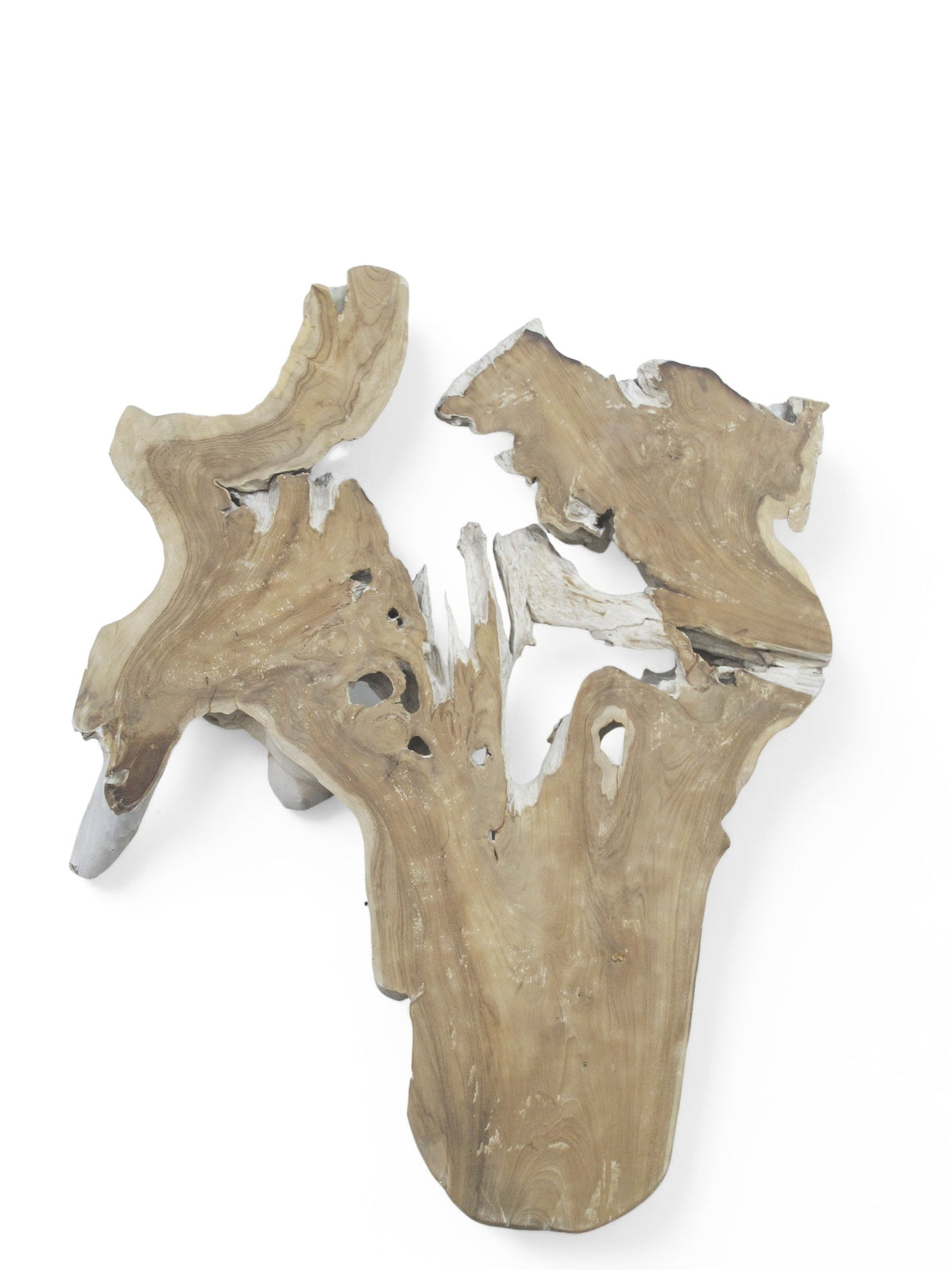 Organic Teak Root Wall Art Sculpture – Natural Wood Statement Piece for Living Room & Entryway